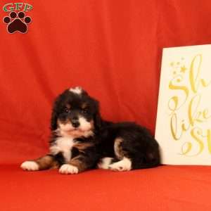 Peppa, Mini Bernedoodle Puppy